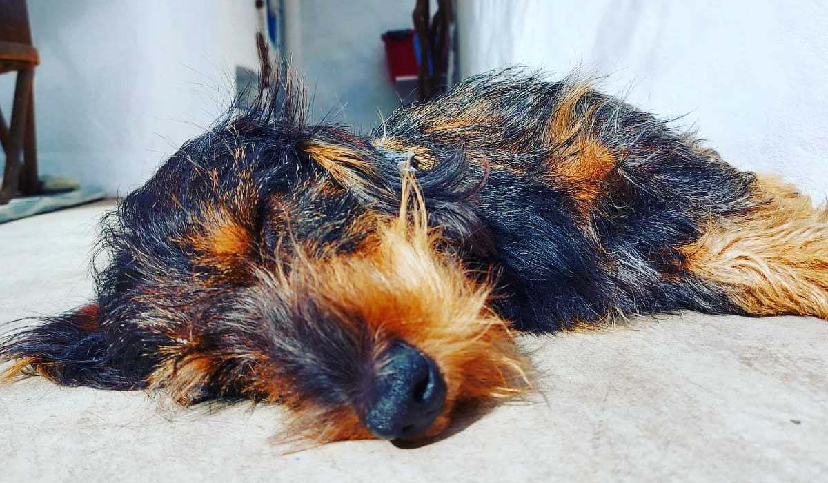 Mascota en la Casa del Cine